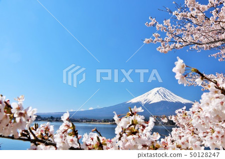 Spring Fuji in Japan and cherry blossoms Spring Fuji in Japan and cherry blossoms 50128247
