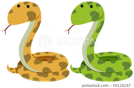 Two rattlesnakes on white background 50128287
