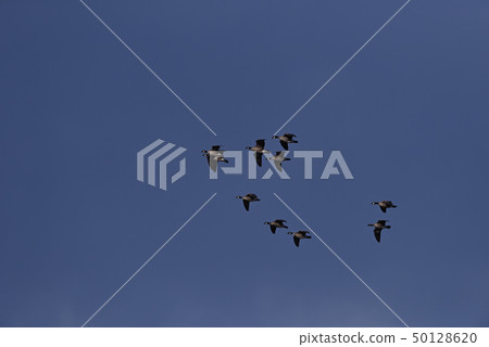 Horon flock 1(北海道) Horon flock 1(北海道) 50128620