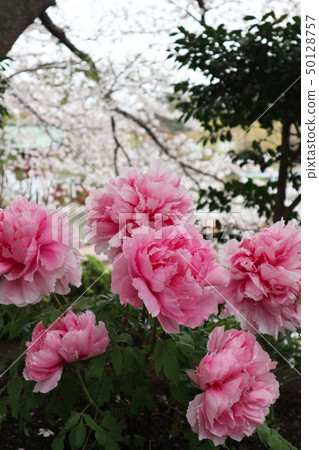 Sakura and Kamakura Botan Sakura and Kamakura Botan 50128757