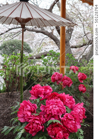 Sakura和Kamakura Botan Sakura和Kamakura Botan 50128764