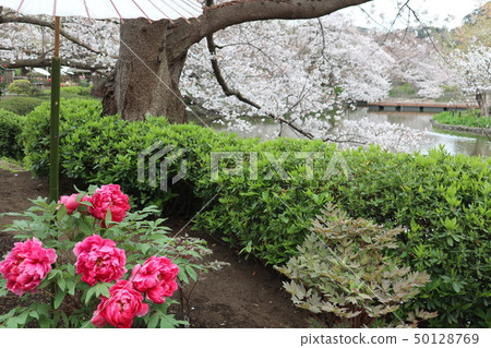 Sakura和Kamakura Botan 50128769