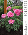 Pink spring botan 50128771