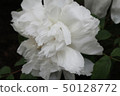 White pot 50128772
