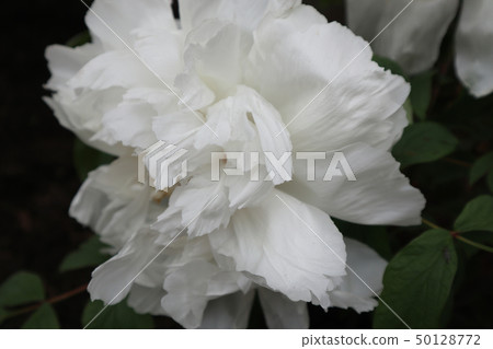 White pot 50128772