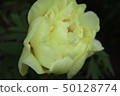 Spring pot 50128774
