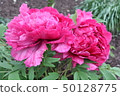 Spring Peony 50128775