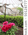 Kamakura Botan 50128777