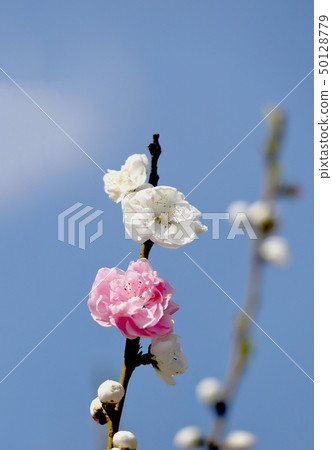 Flower peach Flower peach 50128779