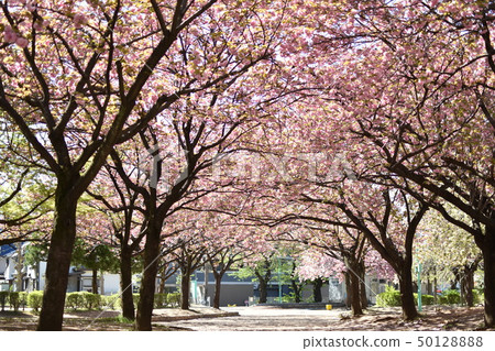 Kamioai公園盛開Yaesakura 50128888