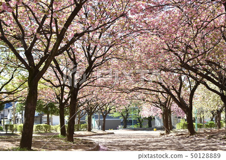 Double cherry blossoms in full bloom 50128889