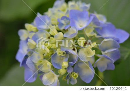 繡球 50129641