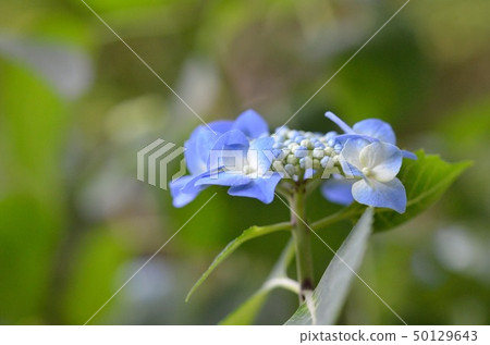 hydrangea hydrangea 50129643