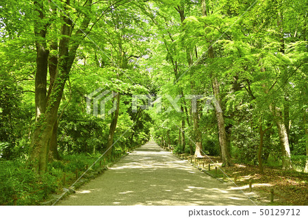 Mori no Mori 50129712