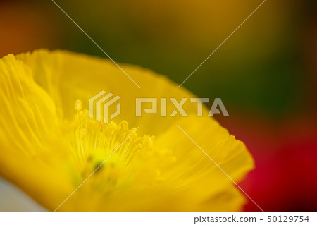 Poppy in full bloom yellow Poppy in full bloom yellow 50129754