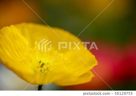 Poppy in full bloom yellow Poppy in full bloom yellow 50129755