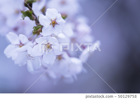 櫻花 50129758