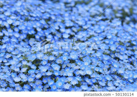 Nemophila Hitachi Beach Park Ibaraki Prefecture Nemophila Hitachi Beach Park Ibaraki Prefecture 50130114