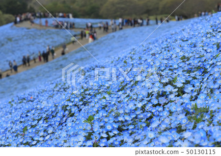 Nemophila Hitachi Beach Park Ibaraki Prefecture 50130115