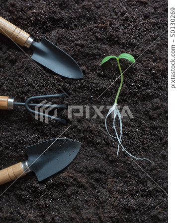 cucumber seedling laid out on the ground  50130269