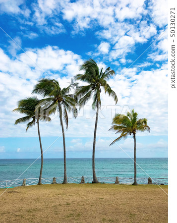Tropical paradise. Four palm trees on the coast  50130271