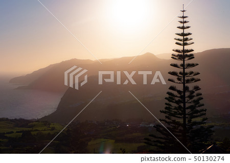 lonely tree at sunset with sea and hills on background lonely tree at sunset with sea and hills on background 50130274