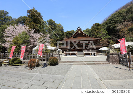 Izumo Daijingu and cherry blossoms Izumo Daijingu and cherry blossoms 50130808