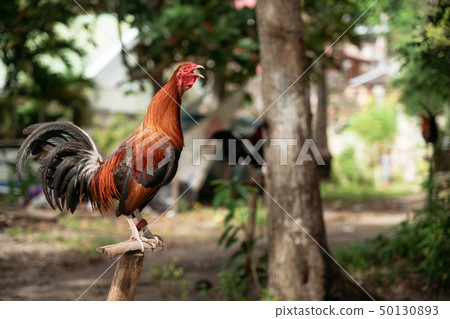 Philippine fighting rooster stands on perch and 50130893