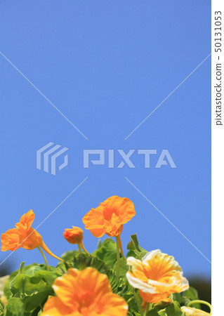 金蓮花花和藍天 50131053