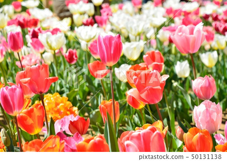 Tulip field in full bloom Tulip field in full bloom 50131138