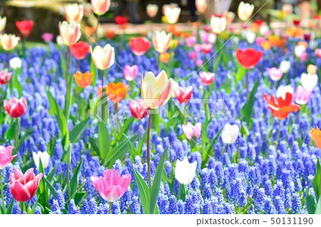 Tulip field in full bloom 50131190
