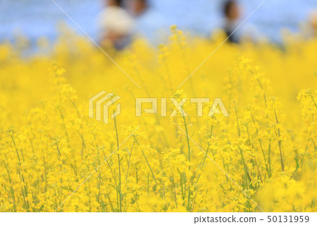 強姦開花日立海濱公園茨城縣 強姦開花日立海濱公園茨城縣 50131959
