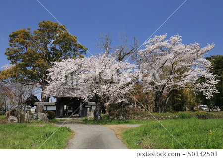 Cherry blossoms 2 of Tamba Kokubunji 50132501