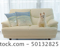 Dog sitting on the sofa 50132825