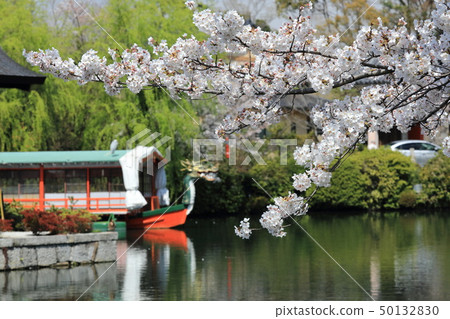 Cherry blossoms at Shinsen garden 50132830