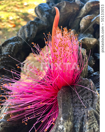 Shaving brush tree Pseudobombax ellipticum flower. 50133053