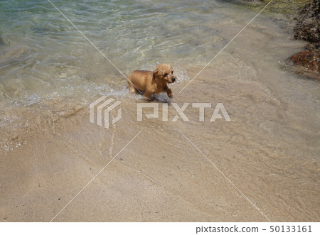 Sea and Norfolk Terrier 50133161