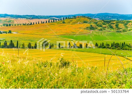 View of the beautiful hilly tuscany View of the beautiful hilly tuscany 50133764