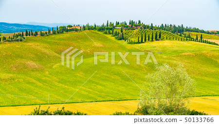 Panoramic view of hilly landscape in Tuscany Panoramic view of hilly landscape in Tuscany 50133766
