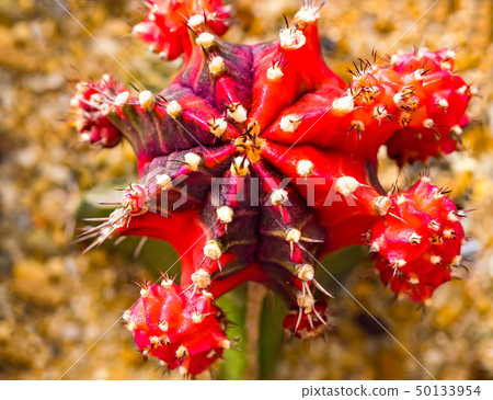 Top view of gymnocalycium mihanovichii variegata c 50133954