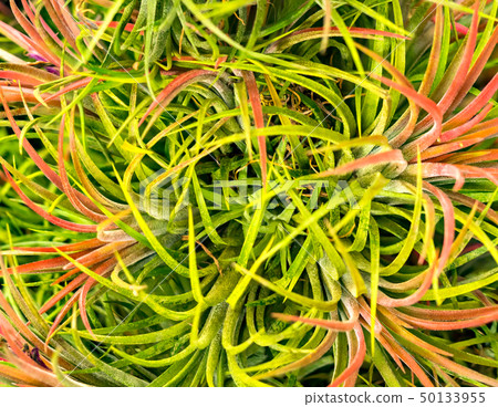 Top view of Bromeliad leaves 50133955
