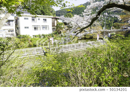 [Shizuoka Prefecture] Okuyama Park Sakura Festival 50134201