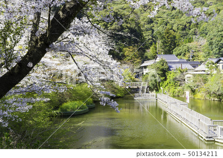 [Shizuoka Prefecture] Okuyama Park Sakura Festival 50134211