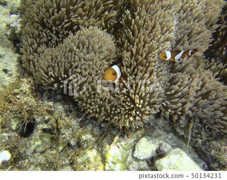 Clownfish Yaeyama Islands Kuroshima Clownfish Yaeyama Islands Kuroshima 50134231
