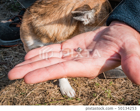 The tick engorged with blood moves on the man hand close up, swollen tick stirs in the palm of a man The tick engorged with blood moves on the man hand close up, swollen tick stirs in the palm of a man 50134253
