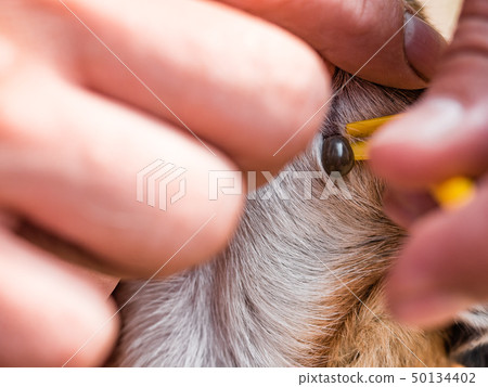 Owner taking care of the dog of chihuahua breed and remove tick who mite bit into the skin. Mite Owner taking care of the dog of chihuahua breed and remove tick who mite bit into the skin. Mite 50134402