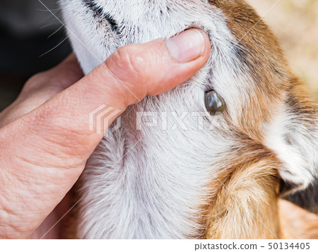 Tick sucks blood in dogs. Ixodes persulcatus. Mite stuck to a little dog. The tick engorged with Tick sucks blood in dogs. Ixodes persulcatus. Mite stuck to a little dog. The tick engorged with 50134405