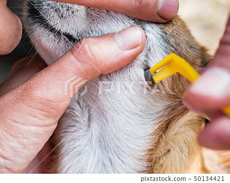 Owner taking care of the dog of chihuahua breed and remove tick who mite bit into the skin. Mite Owner taking care of the dog of chihuahua breed and remove tick who mite bit into the skin. Mite 50134421