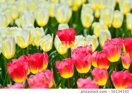 Tulip field in full bloom Tulip field in full bloom 50134593