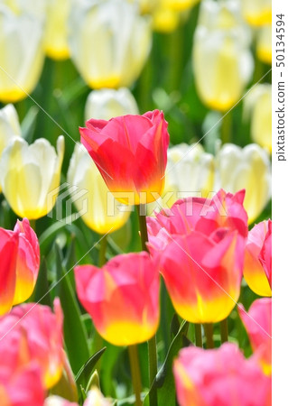 Tulip field in full bloom 50134594